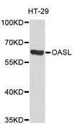 OASL Antibody - Western blot analysis of extracts of HT-29 cells.