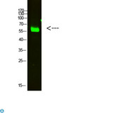 OASL Antibody - Western Blot analysis of HELA cells using primary antibody diluted at 1:2000 (4°C overnight). Secondary antibody:Goat Anti-rabbit IgG IRDye 800 (diluted at 1:5000, 25°C, 1 hour).