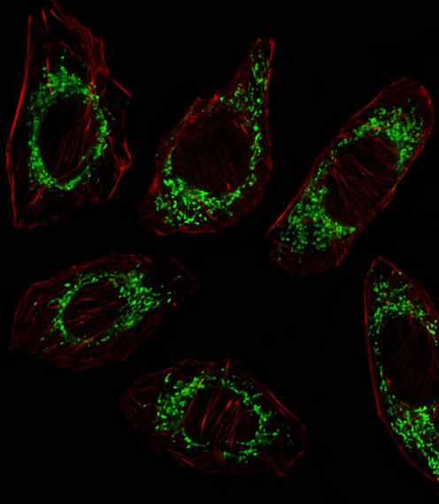 OAT Antibody - Fluorescent image of A549 cell stained with OAT Antibody. A549 cells were fixed with 4% PFA (20 min), permeabilized with Triton X-100 (0.1%, 10 min), then incubated with OAT primary antibody (1:25, 1 h at 37°C). For secondary antibody, Alexa Fluor 488 conjugated donkey anti-rabbit antibody (green) was used (1:400, 50 min at 37°C). Cytoplasmic actin was counterstained with Alexa Fluor 555 (red) conjugated Phalloidin (7units/ml, 1 h at 37°C). OAT immunoreactivity is localized to Mitochondrion significantly.
