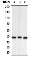 OAT Antibody - Western blot analysis of OAT expression in A549 (A); Raw264.7 (B); H9C2 (C) whole cell lysates.