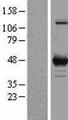 OAT Protein - Western validation with an anti-DDK antibody * L: Control HEK293 lysate R: Over-expression lysate