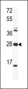 OAZ1 / OAZ Antibody - Western blot of OAZ1 Antibody in mouse heart tissue lysates (35 ug/lane). OAZ1 (arrow) was detected using the purified antibody.
