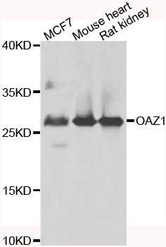 OAZ1 / OAZ Antibody - Western blot analysis of extracts of various cell lines.