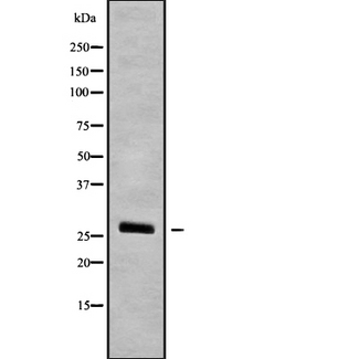 OAZ3 Antibody - Western blot analysis OAZ3 using HT29 whole cells lysates