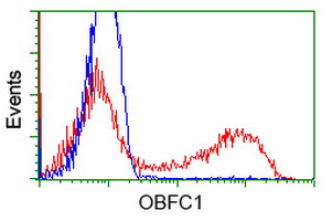 OBFC1 Antibody - HEK293T cells transfected with either overexpress plasmid (Red) or empty vector control plasmid (Blue) were immunostained by anti-OBFC1 antibody, and then analyzed by flow cytometry.