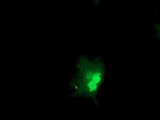OBFC1 Antibody - Anti-OBFC1 mouse monoclonal antibody immunofluorescent staining of COS7 cells transiently transfected by pCMV6-ENTRY OBFC1.