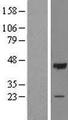 OBFC1 Protein - Western validation with an anti-DDK antibody * L: Control HEK293 lysate R: Over-expression lysate