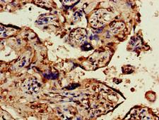 OBSL1 Antibody - Immunohistochemistry of paraffin-embedded human placenta tissue at dilution of 1:100