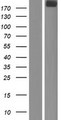 OBSL1 Protein - Western validation with an anti-DDK antibody * L: Control HEK293 lysate R: Over-expression lysate