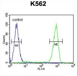 OC90 Antibody - OC90 Antibody flow cytometry of K562 cells (right histogram) compared to a negative control cell (left histogram). FITC-conjugated goat-anti-rabbit secondary antibodies were used for the analysis.