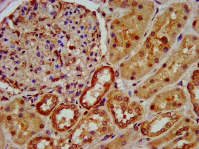 OCC1 Antibody - Immunohistochemistry image at a dilution of 1:600 and staining in paraffin-embedded human kidney tissue performed on a Leica BondTM system. After dewaxing and hydration, antigen retrieval was mediated by high pressure in a citrate buffer (pH 6.0) . Section was blocked with 10% normal goat serum 30min at RT. Then primary antibody (1% BSA) was incubated at 4 °C overnight. The primary is detected by a biotinylated secondary antibody and visualized using an HRP conjugated SP system.