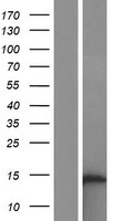OCC1 Protein - Western validation with an anti-DDK antibody * L: Control HEK293 lysate R: Over-expression lysate