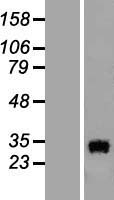 OCEL1 Protein - Western validation with an anti-DDK antibody * L: Control HEK293 lysate R: Over-expression lysate