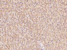 OCIAD1 Antibody - Immunochemical staining of human OCIAD1 in human liver with rabbit polyclonal antibody at 1:100 dilution, formalin-fixed paraffin embedded sections.