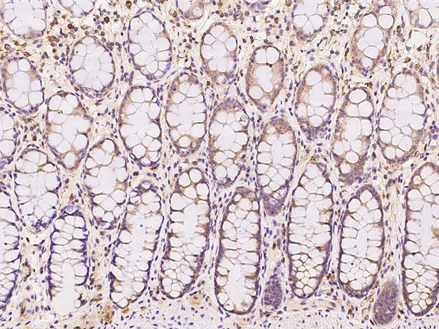 OCIAD1 Antibody - Immunochemical staining of human OCIAD1 in human rectum with rabbit polyclonal antibody at 1:100 dilution, formalin-fixed paraffin embedded sections.