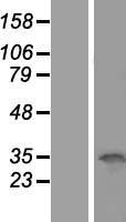 OCIAD1 Protein - Western validation with an anti-DDK antibody * L: Control HEK293 lysate R: Over-expression lysate