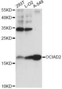 OCIAD2 Antibody - Western blot analysis of extracts of various cell lines, using OCIAD2 antibody at 1:1000 dilution. The secondary antibody used was an HRP Goat Anti-Rabbit IgG (H+L) at 1:10000 dilution. Lysates were loaded 25ug per lane and 3% nonfat dry milk in TBST was used for blocking. An ECL Kit was used for detection and the exposure time was 10s.