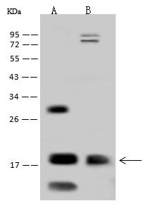 OCIAD2 Antibody - Anti-OCIAD2 rabbit polyclonal antibody at 1:500 dilution. Lane A: A549 Whole Cell Lysate. Lane B: U251MG Whole Cell Lysate. Lysates/proteins at 30 ug per lane. Secondary: Goat Anti-Rabbit IgG (H+L)/HRP at 1/10000 dilution. Developed using the ECL technique. Performed under reducing conditions. Predicted band size: 17 kDa. Observed band size: 18 kDa.