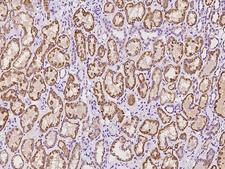 OCIAD2 Antibody - Immunochemical staining of human OCIAD2 in human kidney with rabbit polyclonal antibody at 1:100 dilution, formalin-fixed paraffin embedded sections.