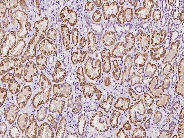 OCIAD2 Antibody - Immunochemical staining of human OCIAD2 in human kidney with rabbit polyclonal antibody at 1:100 dilution, formalin-fixed paraffin embedded sections.