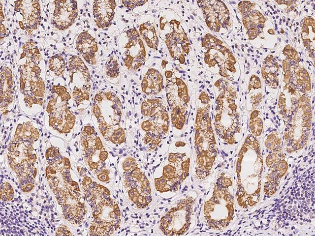 OCIAD2 Antibody - Immunochemical staining of human OCIAD2 in human stomach with rabbit polyclonal antibody at 1:100 dilution, formalin-fixed paraffin embedded sections.