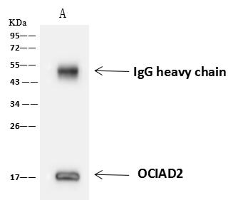 OCIAD2 Antibody - OCIAD2 was immunoprecipitated using: Lane A: 0.5 mg A549 Whole Cell Lysate. 4 uL anti-OCIAD2 rabbit polyclonal antibody and 60 ug of Immunomagnetic beads Protein A/G. Primary antibody: Anti-OCIAD2 rabbit polyclonal antibody, at 1:100 dilution. Secondary antibody: Goat Anti-Rabbit IgG (H+L)/HRP at 1/10000 dilution. Developed using the ECL technique. Performed under reducing conditions. Predicted band size: 17 kDa. Observed band size: 17 kDa.