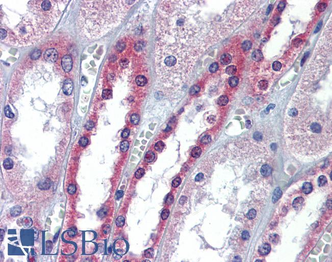 OCLN / Occludin Antibody - Anti-Occludin antibody IHC of human kidney. Immunohistochemistry of formalin-fixed, paraffin-embedded tissue after heat-induced antigen retrieval. Antibody concentration 5 ug/ml.  This image was taken for the unconjugated form of this product. Other forms have not been tested.