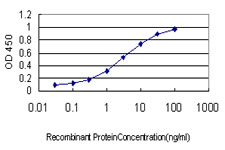 OCLN / Occludin Antibody - Detection limit for recombinant GST tagged OCLN is approximately 0.1 ng/ml as a capture antibody.