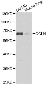OCLN / Occludin Antibody - Western blot analysis of extracts of various cell lines, using OCLN antibody at 1:1000 dilution. The secondary antibody used was an HRP Goat Anti-Rabbit IgG (H+L) at 1:10000 dilution. Lysates were loaded 25ug per lane and 3% nonfat dry milk in TBST was used for blocking. An ECL Kit was used for detection and the exposure time was 15s.