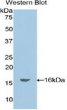 OCM / Oncomodulin Antibody - Western blot of recombinant OCM / Oncomodulin.  This image was taken for the unconjugated form of this product. Other forms have not been tested.