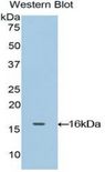 OCM / Oncomodulin Antibody - Western blot of recombinant OCM / Oncomodulin.  This image was taken for the unconjugated form of this product. Other forms have not been tested.