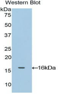 OCM / Oncomodulin Antibody - Western blot of recombinant OCM / Oncomodulin.  This image was taken for the unconjugated form of this product. Other forms have not been tested.