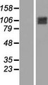 OCRL Protein - Western validation with an anti-DDK antibody * L: Control HEK293 lysate R: Over-expression lysate