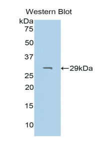 ODC1 / Ornithine Decarboxylase Antibody - Western blot of recombinant ODC1 / Ornithine Decarboxylase.  This image was taken for the unconjugated form of this product. Other forms have not been tested.