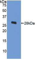ODC1 / Ornithine Decarboxylase Antibody - Western Blot; Sample: Recombinant ODC, Human.