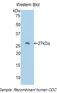 ODC1 / Ornithine Decarboxylase Antibody - Western blot of recombinant ODC1 / Ornithine Decarboxylase.  This image was taken for the unconjugated form of this product. Other forms have not been tested.