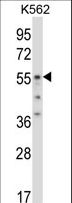 ODC1 / Ornithine Decarboxylase Antibody - ODC1 Antibody western blot of K562 cell line lysates (35 ug/lane). The ODC1 antibody detected the ODC1 protein (arrow).
