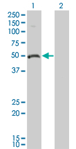 ODC1 / Ornithine Decarboxylase Antibody - Western Blot analysis of ODC1 expression in transfected 293T cell line by ODC1 monoclonal antibody (M01), clone 2G5.Lane 1: ODC1 transfected lysate(51.148 KDa).Lane 2: Non-transfected lysate.