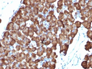 ODC1 / Ornithine Decarboxylase Antibody - Formalin-fixed, paraffin-embedded rat pancreas stained with ODC antibody (ODC1/486).  This image was taken for the unmodified form of this product. Other forms have not been tested.