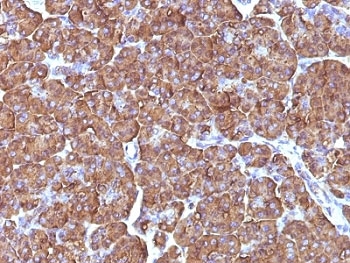 ODC1 / Ornithine Decarboxylase Antibody - Formalin-fixed, paraffin-embedded human pancreas stained with ODC antibody (ODC1/486).  This image was taken for the unmodified form of this product. Other forms have not been tested.
