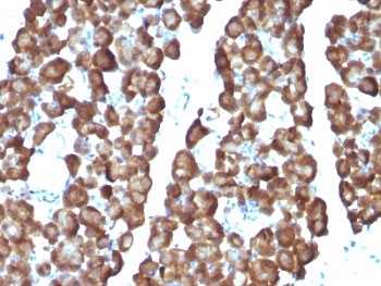 ODC1 / Ornithine Decarboxylase Antibody - Formalin-fixed, paraffin-embedded rat pancreas stained with Ornithine Decarboxylase antibody (ODC1/487).  This image was taken for the unmodified form of this product. Other forms have not been tested.
