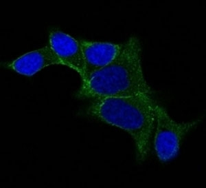 ODC1 / Ornithine Decarboxylase Antibody - IF staining of LNCap cells using AF488 labeled Ornithine Decarboxylase antibody (ODC1/487) (Green). DAPI was used to stain the cell nuclei (blue).  This image was taken for the unmodified form of this product. Other forms have not been tested.