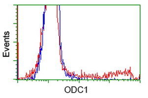 ODC1 / Ornithine Decarboxylase Antibody - HEK293T cells transfected with either overexpress plasmid (Red) or empty vector control plasmid (Blue) were immunostained by anti-ODC1 antibody, and then analyzed by flow cytometry.