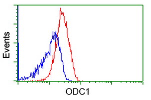 ODC1 / Ornithine Decarboxylase Antibody - Flow cytometry of Jurkat cells, using anti-ODC1 antibody, (Red), compared to a nonspecific negative control antibody, (Blue).