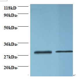 ODC1 / Ornithine Decarboxylase Antibody - Western blot of Ornithine decarboxylase antibody at 2 ug/ml. Lane 1: EC109 whole cell lysate. Lane 2: 293T whole cell lysate. Secondary: Goat polyclonal to Rabbit IgG at 1:15000 dilution. Predicted band size: 51 kDa. Observed band size: 30 kDa. This image was taken for the unconjugated form of this product. Other forms have not been tested.