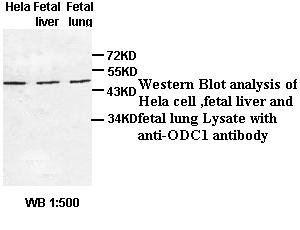 ODC1 / Ornithine Decarboxylase Antibody