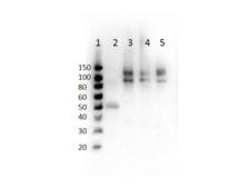 ODF2 Antibody - Western Blot of Rabbit Anti-Cenexin-1 pS796. Lane 1: Human Semen Lysate. Lane 2: MCF7 WCL. Lane 3: Molt 4 WCL. Lane 4: HeLa WCL. Load: 10µg per lane. Primary Antibody: 1µg/mL blocked with MB-073 overnight at 2-8°C. Secondary Antibody: Goat anti-Rabbit HRP 1:40,000 diluted in MB-073 for 30 minutes at RT. Expect: 93kDa.