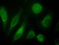 ODZ3 Antibody - ODZ3 antibody (10 ug/ml) staining of nuclei HeLa cells (green). Detected by immunofluorescence.