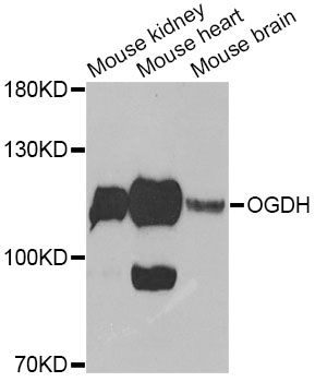 OGDH Antibody - Western blot analysis of extracts of various cell lines, using OGDH Antibody at 1:1000 dilution. The secondary antibody used was an HRP Goat Anti-Rabbit IgG (H+L) at 1:10000 dilution. Lysates were loaded 25ug per lane and 3% nonfat dry milk in TBST was used for blocking.