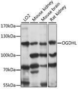 OGDHL Antibody - Western blot analysis of extracts of various cell lines, using OGDHL antibody at 1:1000 dilution. The secondary antibody used was an HRP Goat Anti-Rabbit IgG (H+L) at 1:10000 dilution. Lysates were loaded 25ug per lane and 3% nonfat dry milk in TBST was used for blocking. An ECL Kit was used for detection and the exposure time was 5s.